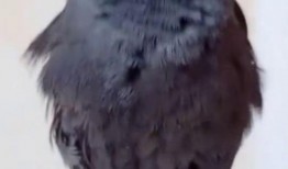 八哥最新爆料视频直播,最新爆料视频内容大起底